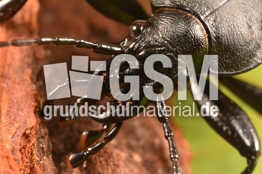 Lederlaufkäfer (7).jpg